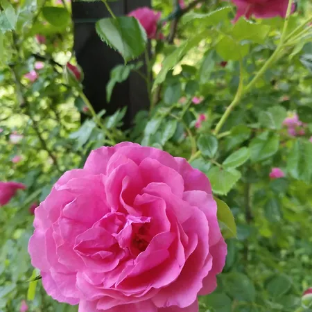 Apartmán Wilder Garten In Mit Gartenbenutzung *
